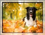 Jesień, Pies, Border Collie